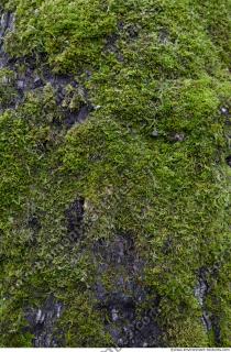 Photo Textures of Moss